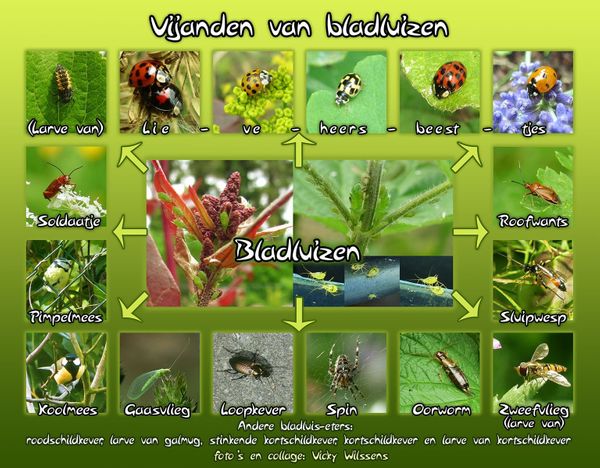 Bladluisplagen vermijden